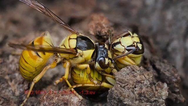 選方便選 - Olympus Omd Em1 Mark 3 + OLYMPUS M.ZUIKO DIGITAL ED 60mm F2.8 Macro Lens