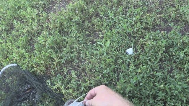 Мой первый американский сом в моей жизни и на боковой кивок!!!! смотреть онлайн