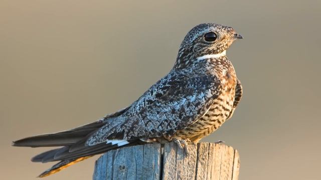 Voices: Common Nighthawk смотреть онлайн