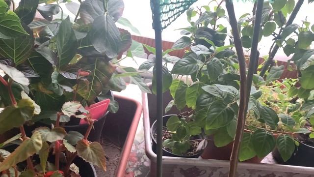 Как готовить ГОРТЕНЗИЮ крупнолистную и ФУКСИЮ к зимовке в подвале, мой опыт и советы смотреть онлайн