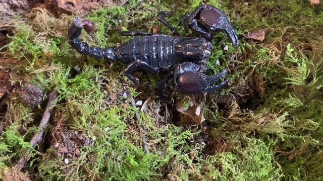 Cave claw scorpion / pandipalpus viatoris ex pandinus #caveclaw #pandinus смотреть онлайн
