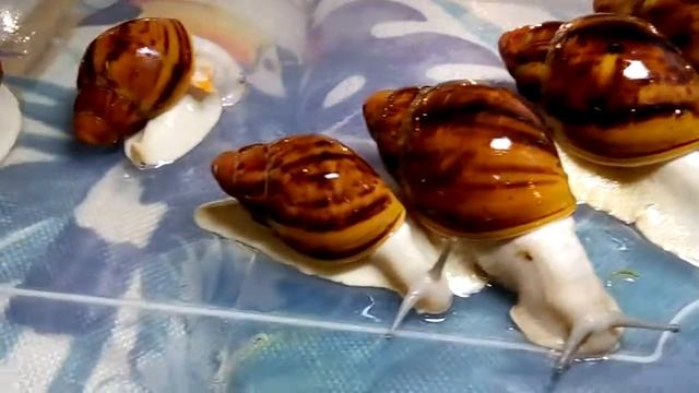Улитки Архахатины маргинаты Сутуралисы/овумы с разным окрасом ножки.(в продаже!) смотреть онлайн
