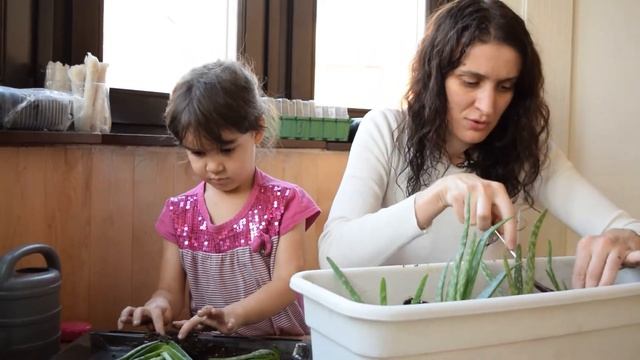 Отсадка деток алоэ. Юные садоводы смотреть онлайн
