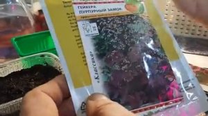 КАК Посеять АМПЕЛЬНУЮ ПЕТУНИЮ ВЕРНЫЙ СПОСОБ как вырастить петунию из семян.mp4