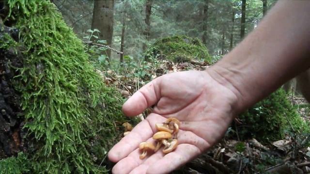 Sommer, Sonne, Pfifferlinge (2014/HD) смотреть онлайн