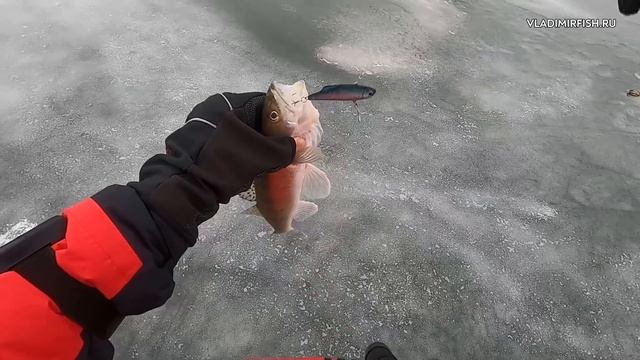 Ловля судака. Зимняя рыбалка. Новые приключения!