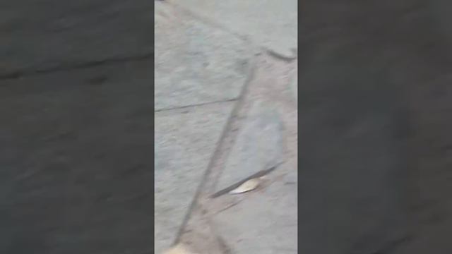 Как расчесывать чау чау смотреть онлайн