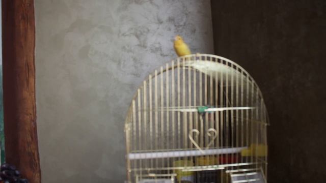 Котенок и канарейка. Возможна ли дружба?? смотреть онлайн