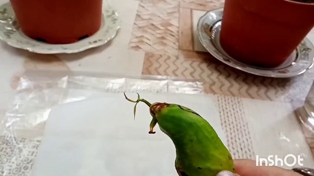 343?Экзотика на подоконнике растение манго  из косточки /У меня получилось?