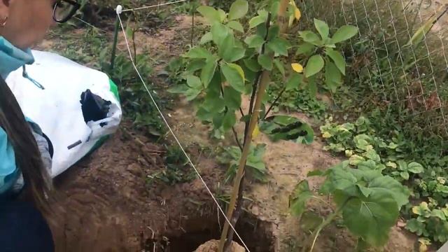 Сентябрь на даче в Подмосковье. Сажаем Вишню Шоколадницу и виноград Кодрянка. смотреть онлайн