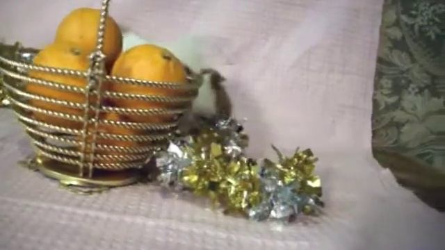 Как выглядит фотосессия с животными [2] смотреть онлайн