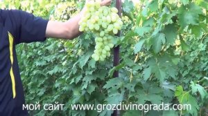 виноград столетие