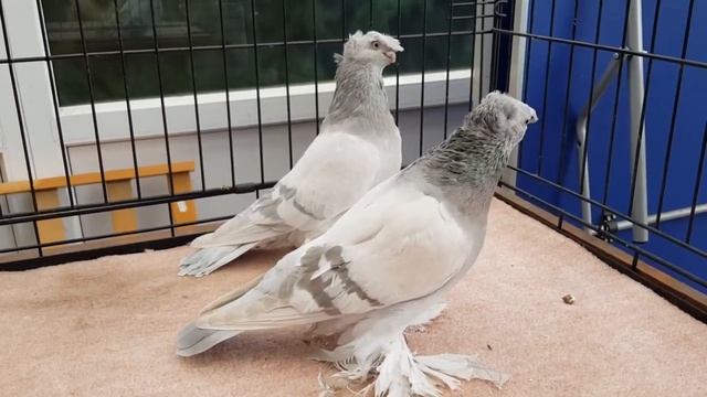 ПЕПЕЛЬНЫЕ  ДВУХЧУБЫЕ ГОЛУБИ / PIGEONS / TAUBE #Gulsarinfo©