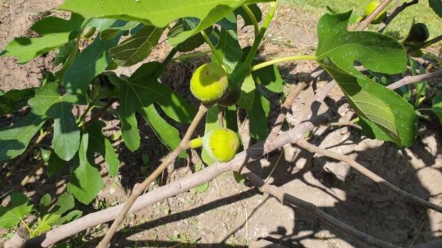 Инжир в средней полосе России июнь 2020 смотреть онлайн