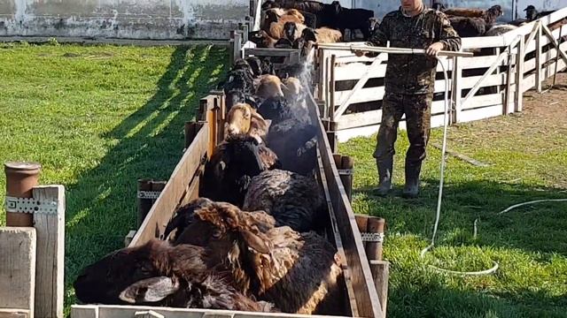 Купка овец смотреть онлайн