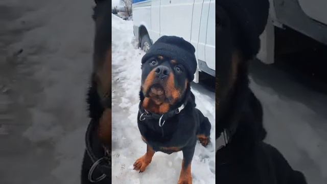 Собака служба полиция смотреть онлайн