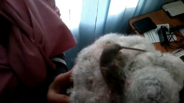 мышка попалась на кактус.mp4 смотреть онлайн