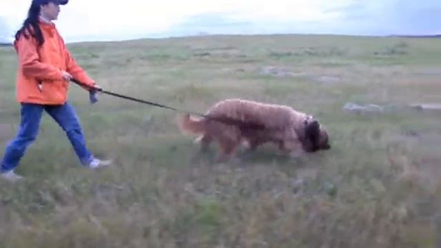 Tracking briard Monika смотреть онлайн