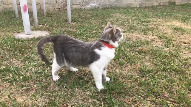 Кот и веник смотреть онлайн