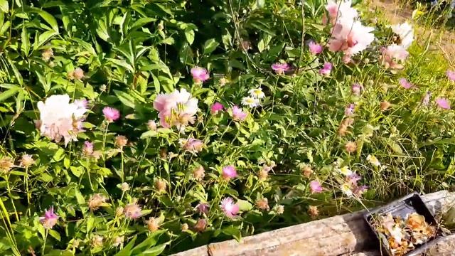 Броши и сад в стиле шебби- шик. Винтажное удовольствие!??? смотреть онлайн