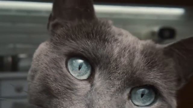 Зоомагазин ZOODRUG.AZ Реклама кошачьего корма Sheba "Шебу дай мне" смотреть онлайн