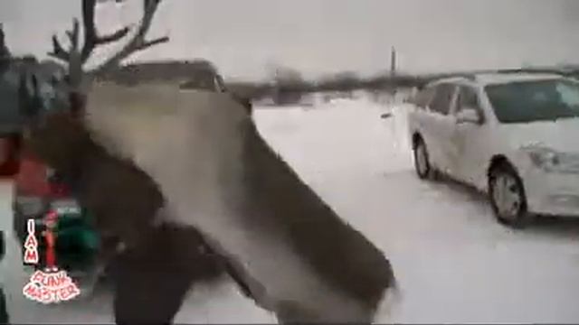 олень украл человека смотреть онлайн