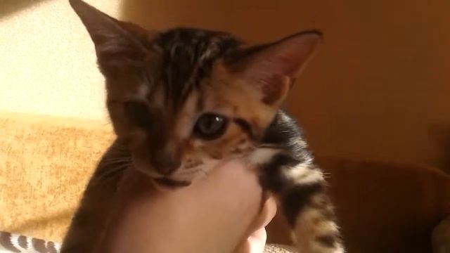 Челли n 22 видео 2 смотреть онлайн