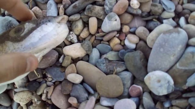 Рыба Серебристый зайцеголовый иглобрюх - 1