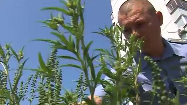 Как бороться с амброзией смотреть онлайн