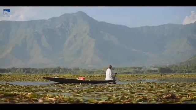 Jammu & Kashmir Tourism - Dal Lake, Srinagar, Jammu And Kashmir   A Complete Eco System In Itself!