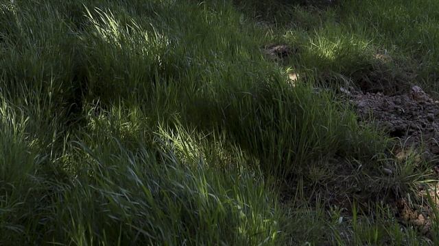 How to paint grass with watercolor ✶ Layering and brush technique tips смотреть онлайн