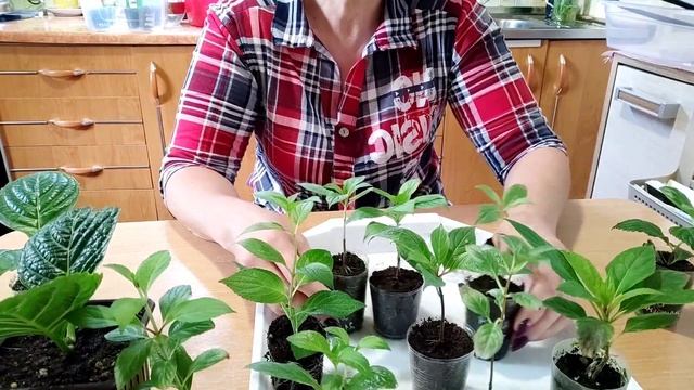 Анализ моих ошибок в черенковании гортензии!??? смотреть онлайн