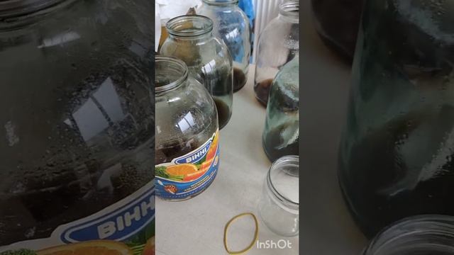 Метаризин убивает личинки майского жука-проверено!!! смотреть онлайн