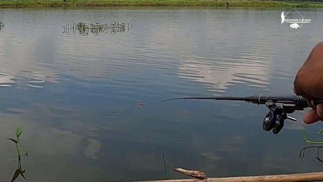 IKAN-IKAN DI SINI TIDAK MAU BERHENTI MAKAN ! Fishing Story Eps 36 смотреть онлайн