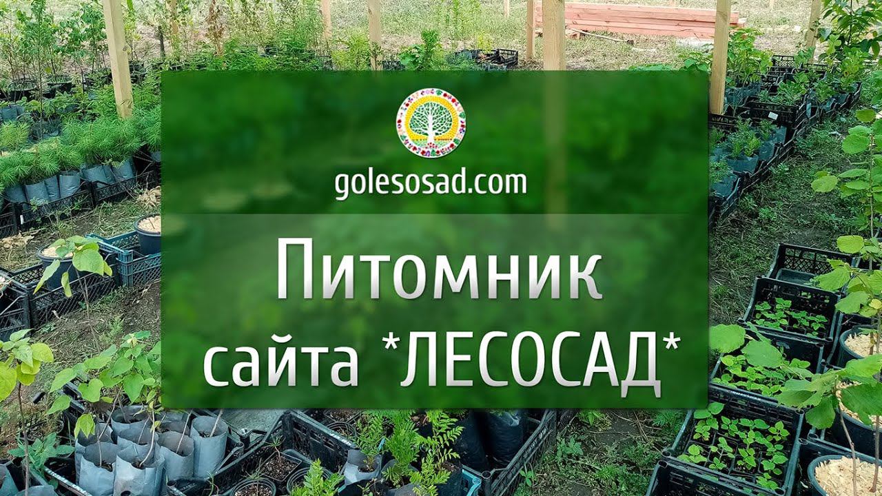 Питомник нашего сайта 