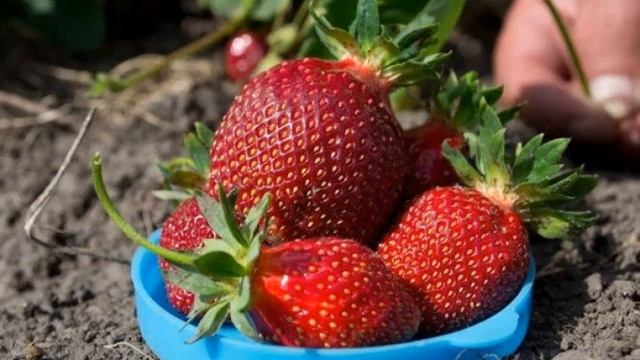 Клубника Амулет - характеристика сорта смотреть онлайн