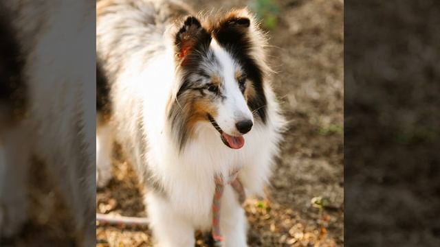 Tropical Java смотреть онлайн