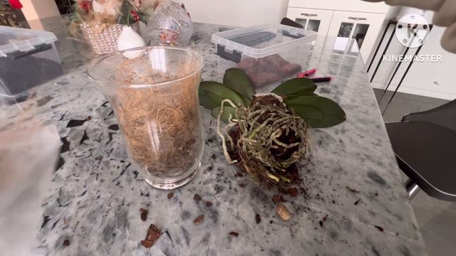 Полив цветущих орхидей 😝😁 #phal #orchid #поливорхидей смотреть онлайн