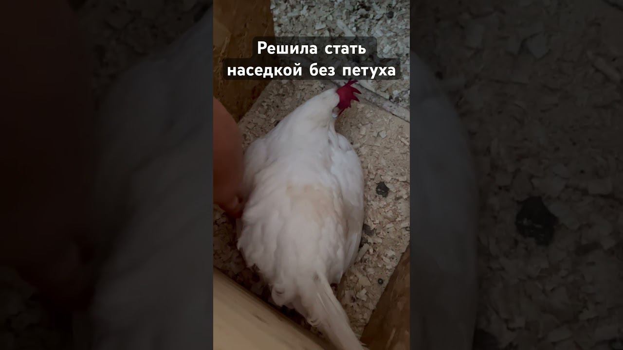 Курица-наседка