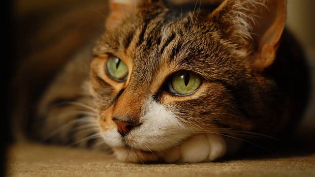 Мяуканье кошек (Звуки разного мяуканья кошек | Микс) | (2 Минуты)