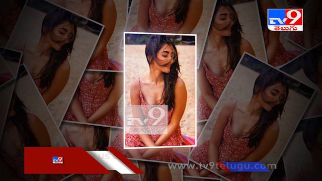 Pooja Hegde on rumours of acting opposite Vijay in 'Thalapathy 65' - TV9 смотреть онлайн