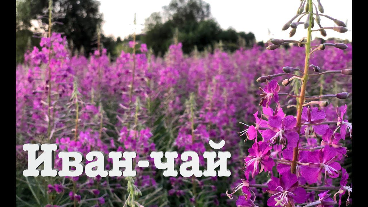 #62. Заготавливаем Иван-чай. [Жизнь на своей земле] смотреть онлайн