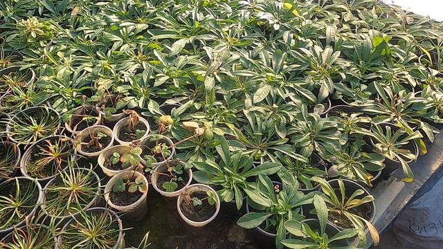 Стан квіткових багаторічних рослин на 1лютого у сонячній неопалюваній теплиці. смотреть онлайн