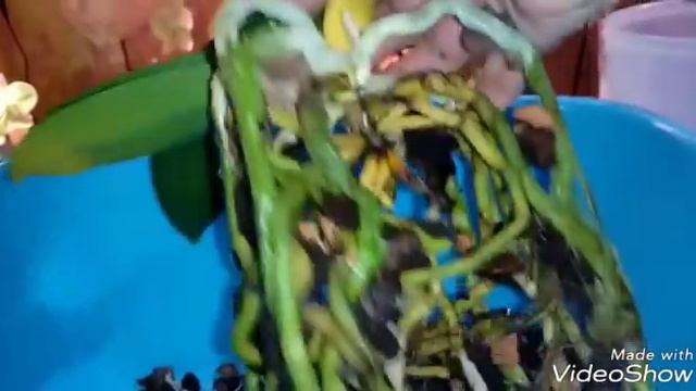 Достаём орхидею из Закрытой системы смотреть онлайн