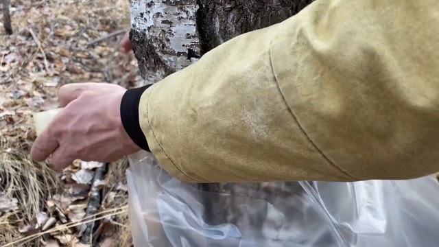 Как собирать березовый сок быстро, чисто и эффективно смотреть онлайн