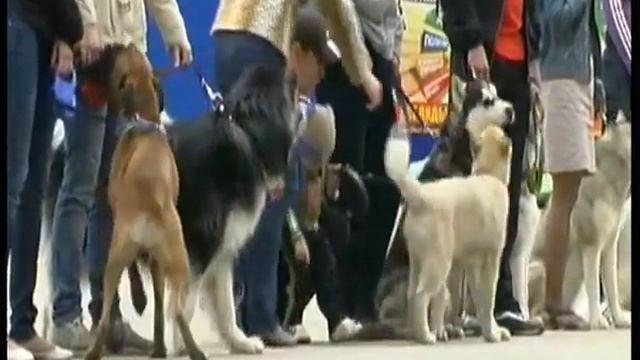 Выставка собак. 2 июня, Сыктывкар. Путешествуем по Коми. смотреть онлайн