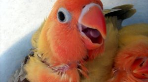Lovebirds nestlings Sound. Пение птенцов неразлучников.