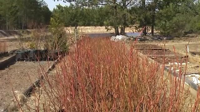 Как хранить саженцы и когда начинать посадку смотреть онлайн