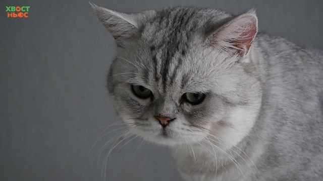 Чего вы не знали об американской короткошерстной кошке смотреть онлайн