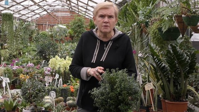 Мирт-уход в домашних условиях. смотреть онлайн